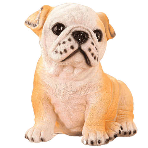 Fransk Bulldogg Sparbössa